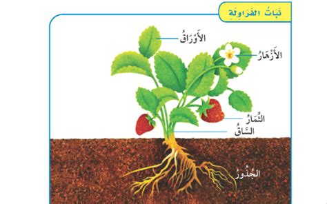 الجذور تمتص الماء والملح من التربة - العربدة العربية الجذور تمتص الماء والملح من التربة - العربدة العربية