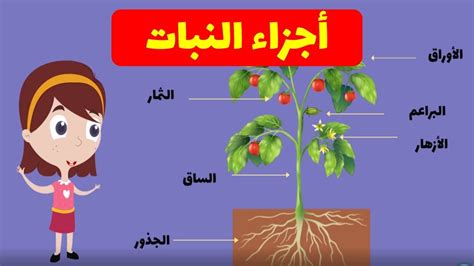 الجزء الموجود في جذع النبات يسمى - المصدر.com