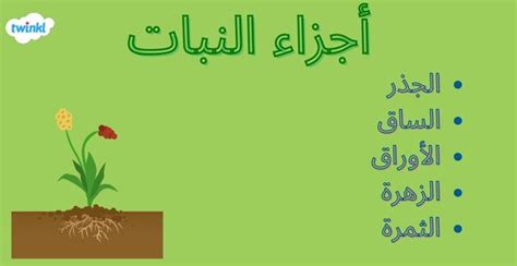 الجزء من النبات الذي لديه الحب - الاتجاه