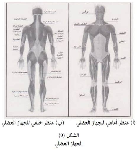 الجهاز العضلي الهيكلي - ويكيبيديا الجهاز العضلي الهيكلي - ويكيبيديا