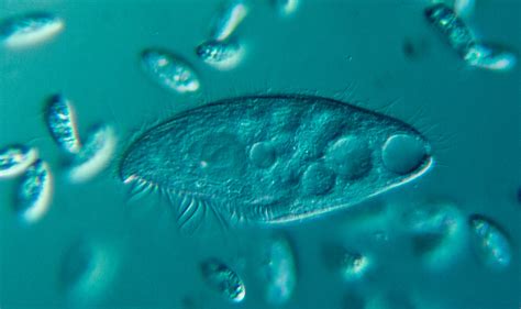 الجواب Paramecium يطارد فريسته ويدافع عن نفسه باستخدام هياكل تسمى منصات العلم