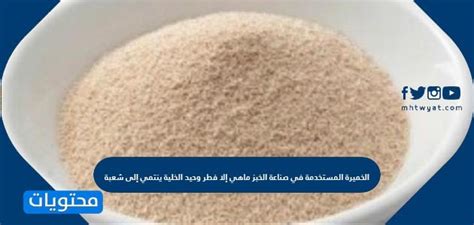 الجواب: الخميرة، التي تُستخدم في صنع الخبز، ليست أكثر من فطر وحيد الخلية ينتمي إلى شعبة المنصة العلمية.