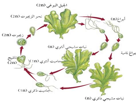 الجواب: تنتمي الفطريات الغروية إلى مجموعة الطلائعيات الشبيهة ب ​​ب