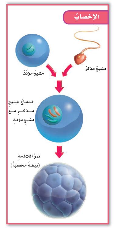 الجواب على الإخصاب هو اتحاد مشيج ذكر مع أنثى - دروسي