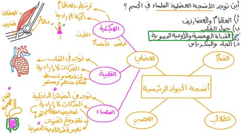 الجواب على السؤال حول الأنسجة التي تنقل رسائل الجسم هو الأنسجة الشعبية
