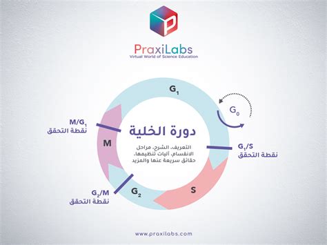 الجواب على عملية النمو المستمرة والقسمة والتعويض هو دورة الخلية الجواب على عملية النمو المستمرة والقسمة والتعويض هو دورة الخلية