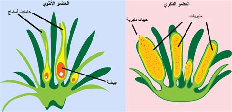 الجيل السائد في نباتات الأوعية الدموية هو الطور المشيجي - Labelleza