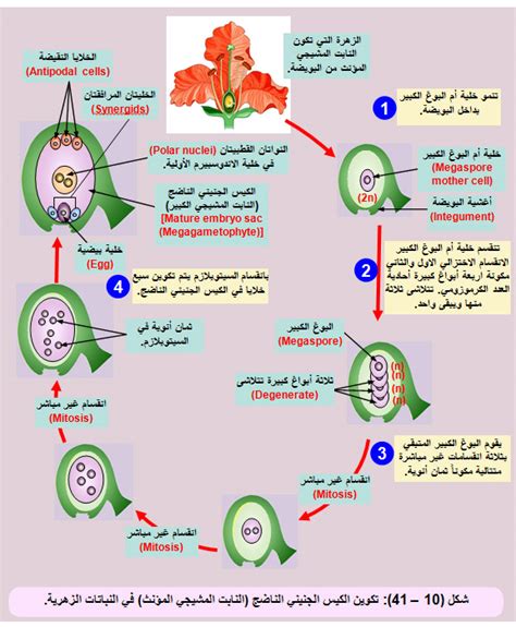 الجيل السائد في نباتات الأوعية الدموية هو الطور المشيجي صحيح أو خطأ - الموقع المستفيد