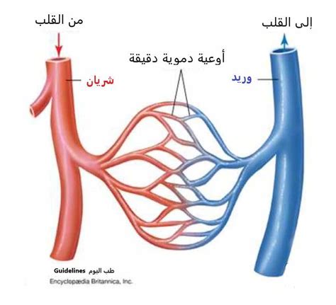 الجيل السائد في نباتات الأوعية الدموية هو المشيجية True or False - رسول العلم