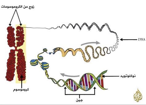 الجينات والكروموسومات - الأساسيات - إصدار المستهلك لأدلة MSD الجينات والكروموسومات - الأساسيات - إصدار المستهلك لأدلة MSD