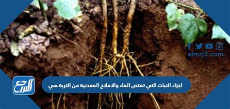 الحل تمتص الجذور الماء والأملاح من التربة - محاليل إزالة الحل تمتص الجذور الماء والأملاح من التربة - محاليل إزالة