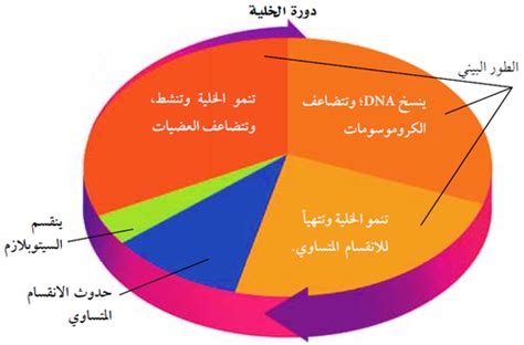 الحل لعملية النمو المستمرة، والقسمة والتعويض هو دورة الخلية الحل لعملية النمو المستمرة، والقسمة والتعويض هو دورة الخلية