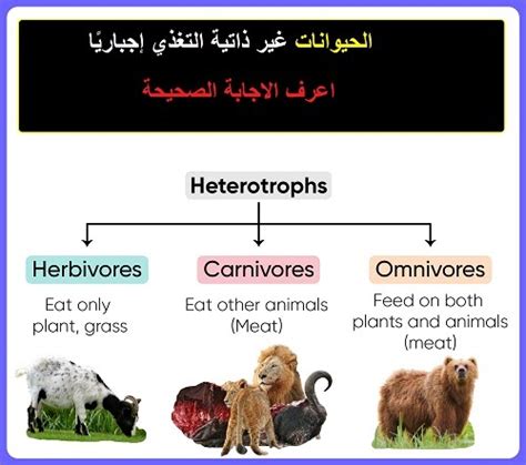 الحيوانات غير ذاتية التغذية بالضرورة صحيحة أو خاطئة