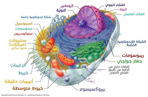الخلايا لها أجسام على شكل قضيب وهي مصدر طاقة الخلية - إجابات العالم