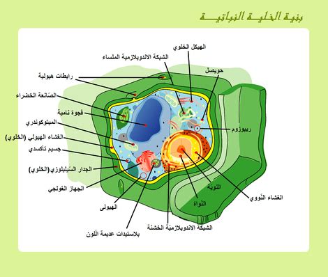 الخلايا هي اللبنات الأساسية لجميع الكائنات الحية