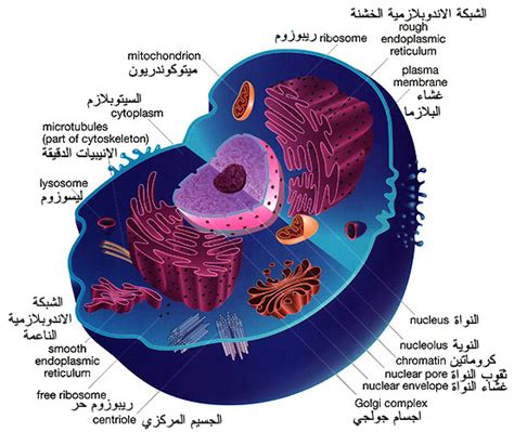 الخلية هي أصغر وحدة في بنية الكائنات الحية - المبدعين العرب