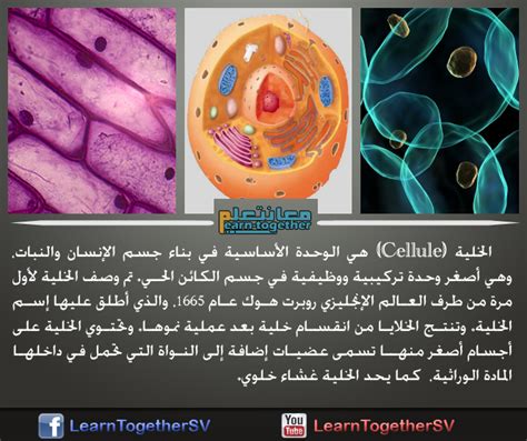 الخلية هي الجزء الأكبر من الكائن الحي وليست قابلة للحياة الخلية هي الجزء الأكبر من الكائن الحي وليست قابلة للحياة