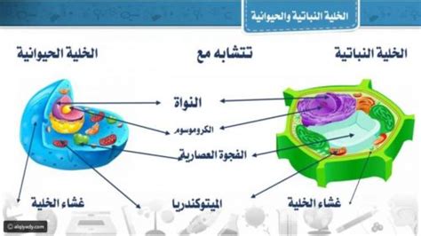 الخلية هي الجزء الأكبر من الكائن الحي وهي غير قابلة للبقاء - ملك الجواب الخلية هي الجزء الأكبر من الكائن الحي وهي غير قابلة للبقاء - ملك الجواب