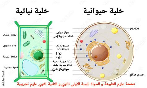 الخلية هي الجزء الأكبر من كائن حي غير قابل للحياة - الداعم الناجح الخلية هي الجزء الأكبر من كائن حي غير قابل للحياة - الداعم الناجح