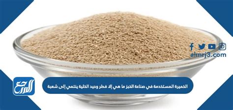 الخميرة المستخدمة في صنع الخبز هي فطر وحيدة الخلية تنتمي إلى الشعبة - أفضل إجابة