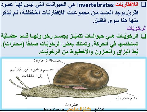 الراي اللساع هو أبسط اللافقاريات - موقع القلعة