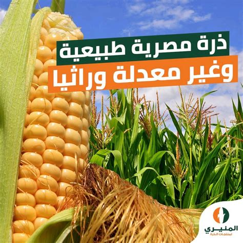 الزراعة المحلية