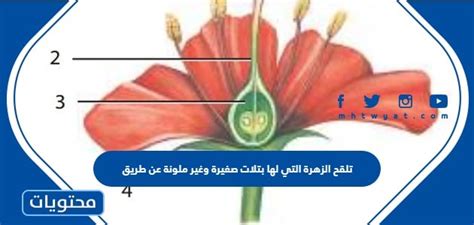 الزهرة التي تظهر أمامك يمكن وصفها بأنها - الأعراف