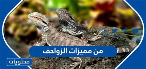 الزواحف تغطي أجسادها بالميزان - موقع ذكي