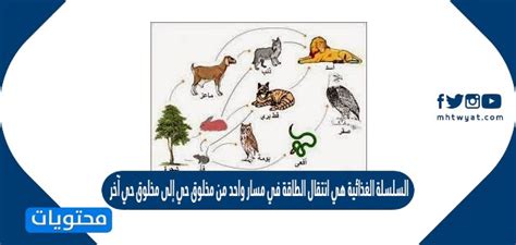 السلسلة الغذائية هي نقل الطاقة من كائن حي إلى آخر