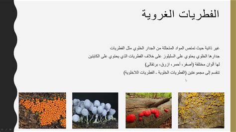 الطلائعيات الشبيهة بالفطريات - علم الأحياء 1