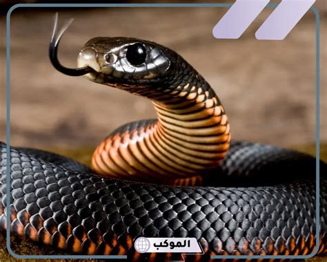 العازبة والمتزوجة ابن سيرين - تفسير حلم المصالحة مع شخص يجادله في المحيط العازبة والمتزوجة ابن سيرين - تفسير حلم المصالحة مع شخص يجادله في المحيط