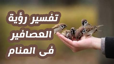 العصافير في المنام وتفسير رؤية العصفور بالتفصيل - حلوها