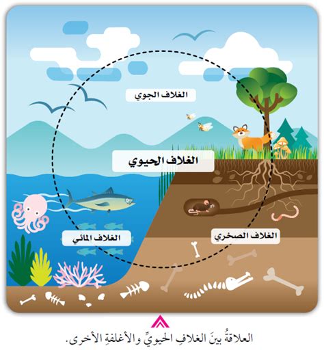 العلاقة بين الترف والفساد على الأرض