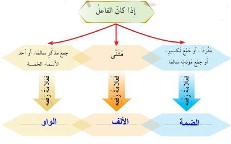 الفاعل رفع علامات - خطوط