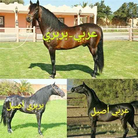 الفرق بين الخيول العربية - أفضل إجابة