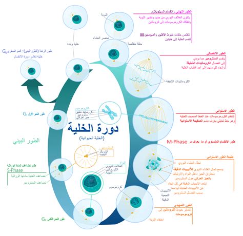 القسمة المتساوية - ويكيبيديا