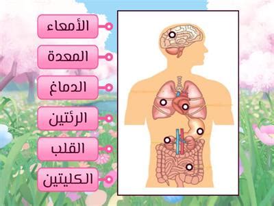 القماش الذي يغطي الأجزاء الداخلية من الجسم - أفضل إجابة