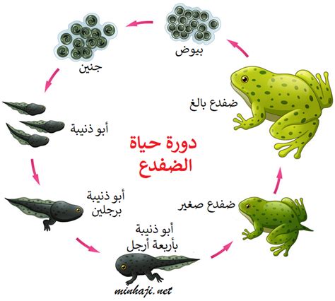 المرحلة الثانية من حياة الضفدع تحظى بشعبية