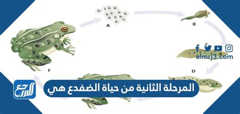 المرحلة الثانية من حياة الضفدع هي - سعودي ميكس