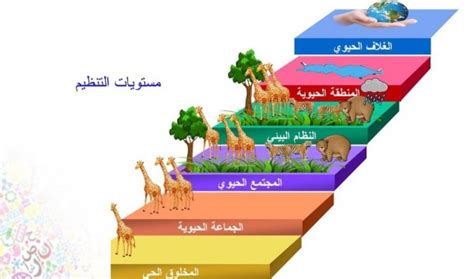 المستويات التنظيمية في الكائنات الحية 2 نقطة