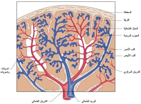 النسيج الذي يغطي الأجزاء الداخلية من الجسم للتعرف عليه - الطحال