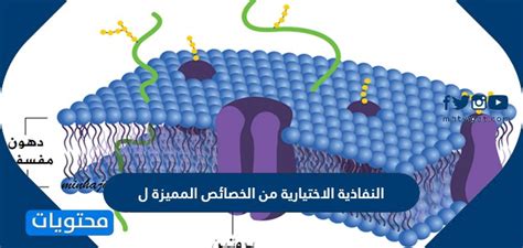 النفاذية الاختيارية هي إحدى السمات المميزة لمحتوى الصفحة