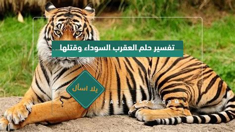 النمر في حلم لشخص سحري - السلام النفسي والروحي والسرور ... النمر في حلم لشخص سحري - السلام النفسي والروحي والسرور ...