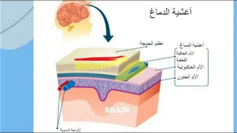 الوحدة التي نسميها الدماغ الحسابي - الجينيا