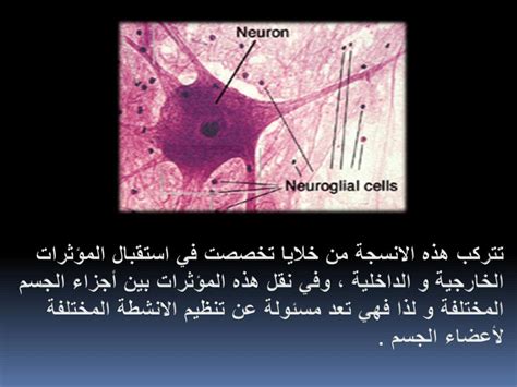 انحلال الأنسجة العصبية ينقل الرسائل في الجسم ... - أخبار