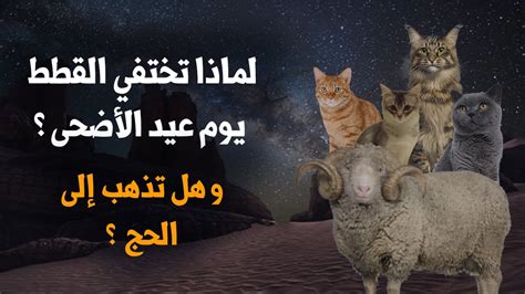 اين تذهب القطط يوم عيد الاضحى - موقع محتويات