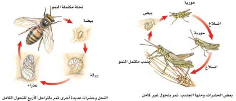 بعض الحيوانات تغير شكلها خلال دورة حياتها من خلال عملية تسمى التحول