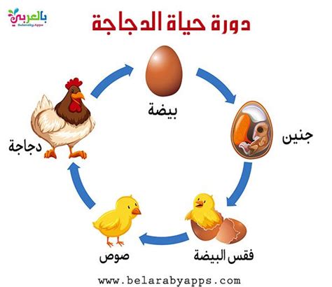 تتم عملية التحول خلال دورة الحياة باللغة العربية نت