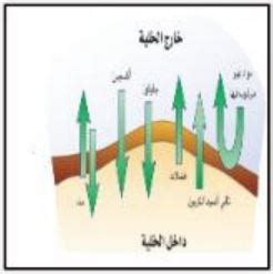 تتمثل وظيفة الخلية شبه القابلة للنفاذ (النفاذية الانتقائية) في السماح لبعض المواد بالمرور والخروج من الخلية مع منع الآخرين من المرور.