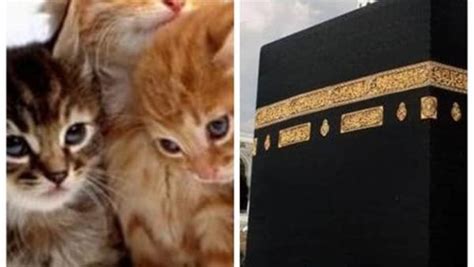 تذهب لأداء فريضة الحج.. حكاية اختفاء القطط أول أيام عيد الأضحى - جريدة الموجز